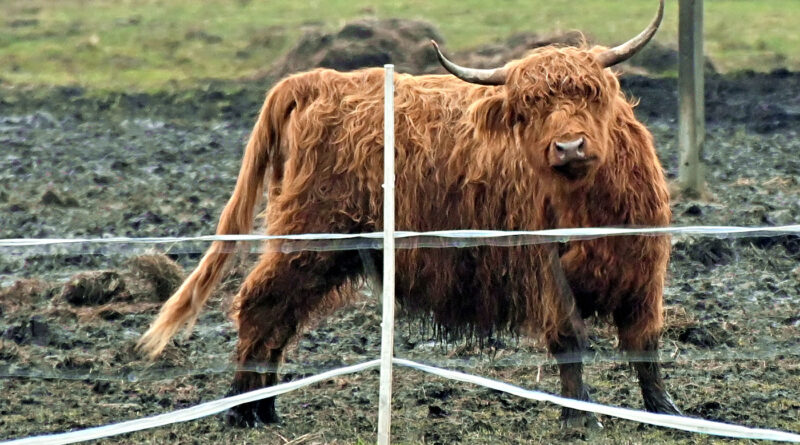 Highland cattle -Szkocka rasa wyżynna