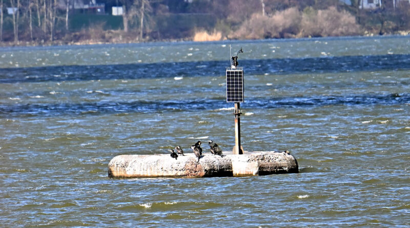 Jezioro Goczałkowickie - kormorany