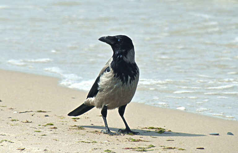 Wrona siwa na plaży
